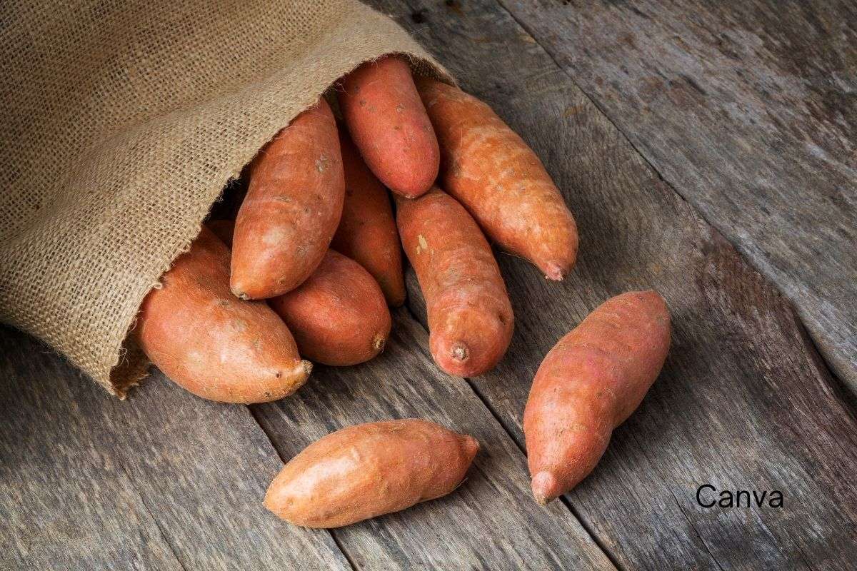 10 Health Benefits of Sweet Potatoes