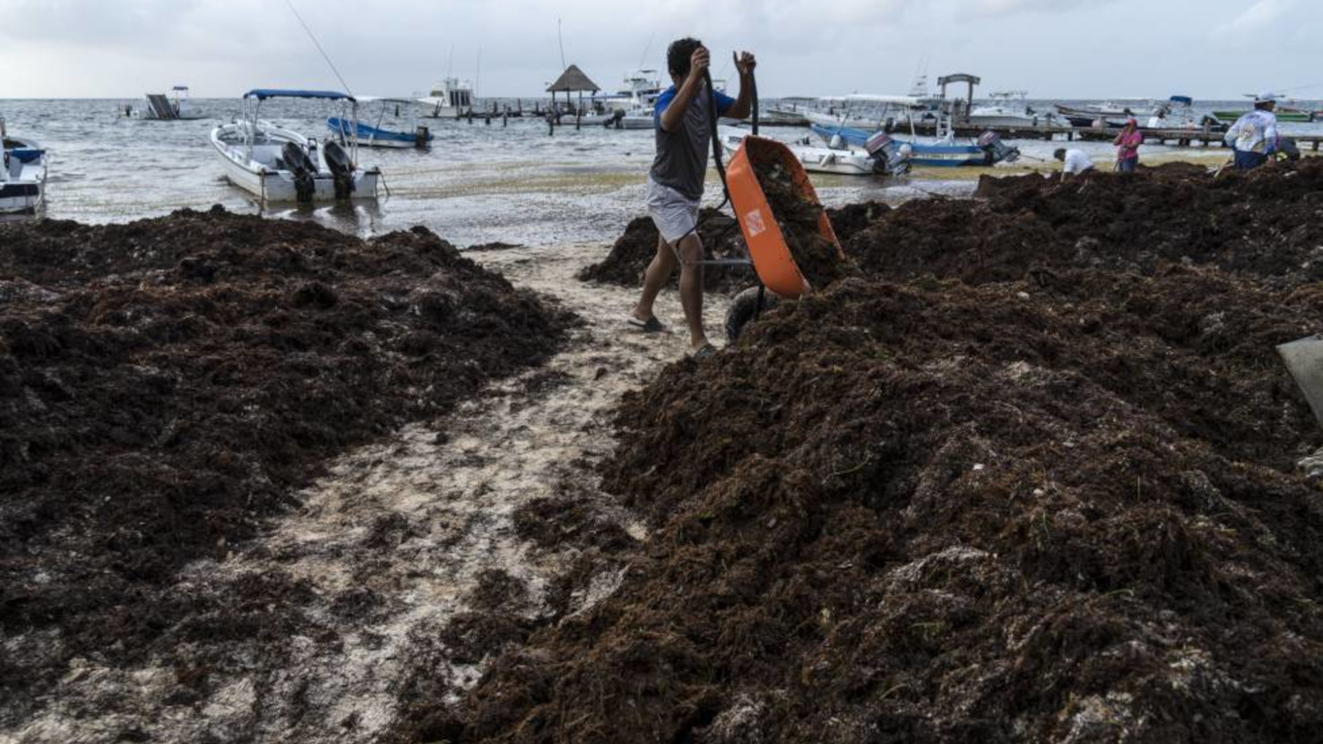 Smothered by Seaweed: Sargassum Wreaks Havoc on Caribbean Ecosystems • The Revelator