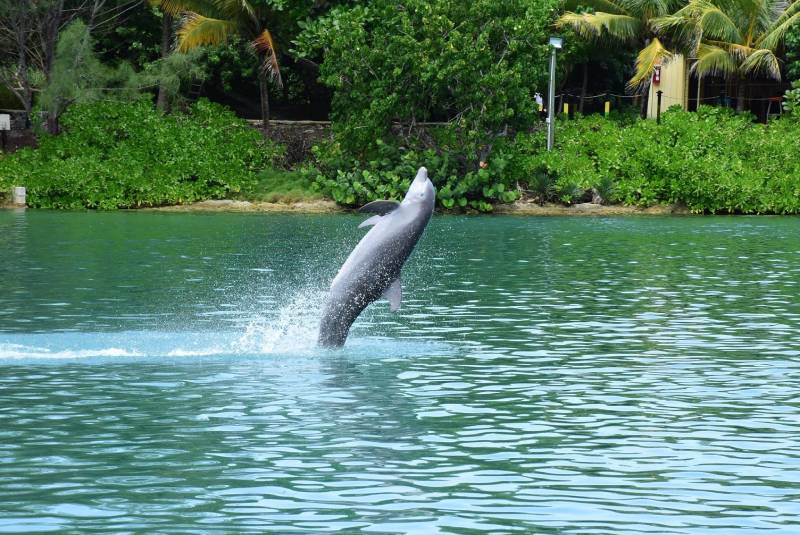 Explore the Charm of Jamaica: Exclusive Tours for Cruise Passengers