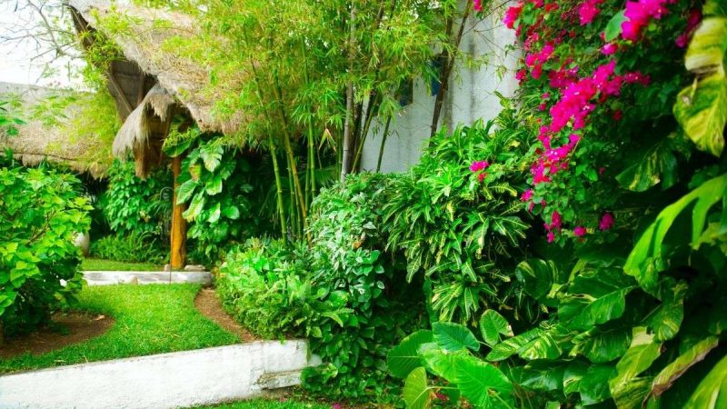 Unlock Your Island Paradise: Secrets to a Thriving Caribbean Garden
