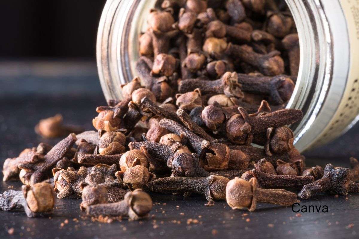 The Mighty Whole Clove: A Haitian Spice with Global Reach