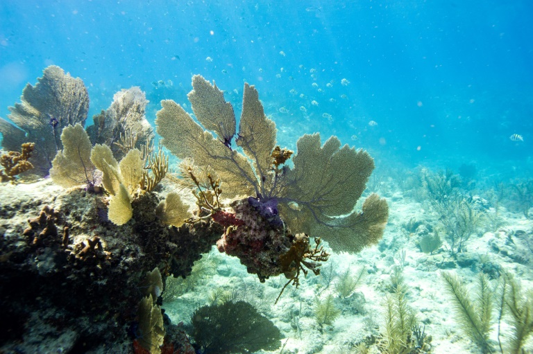 Global coral bleaching event expanding to new countries: scientists