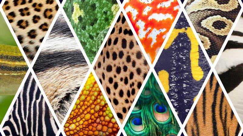 Spots, stripes and more: Working out the logic of animal