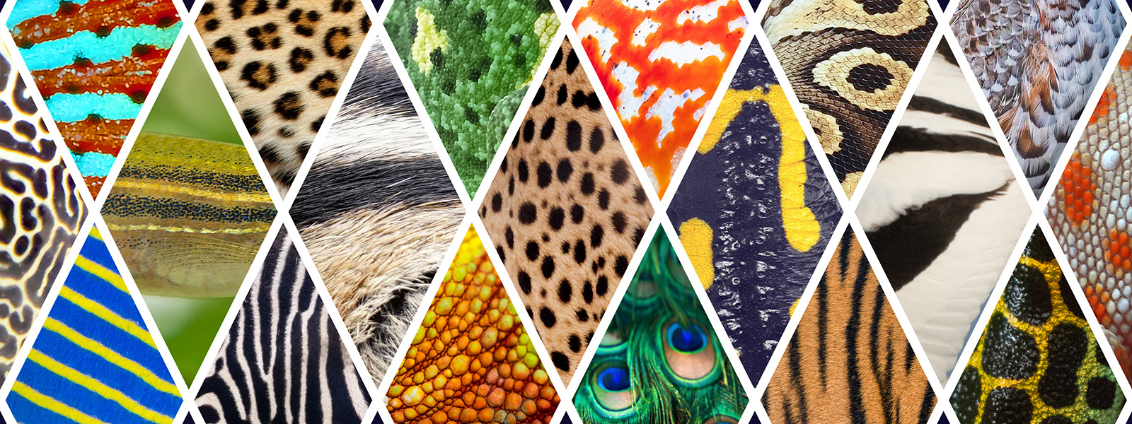 Spots, stripes and more: Working out the logic of animal