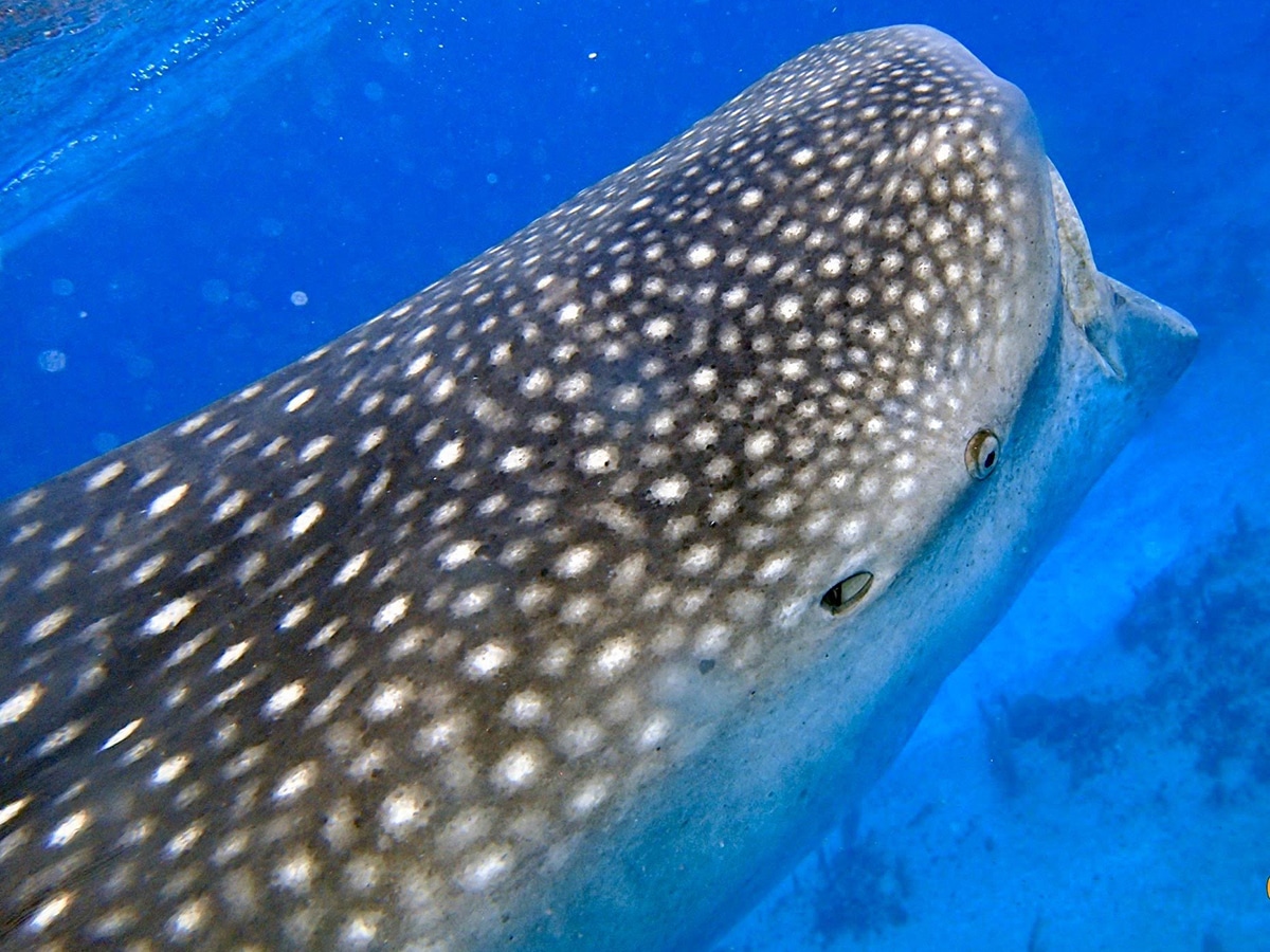 Caribbean Photo of the Week: Diving in Cayman Brac 