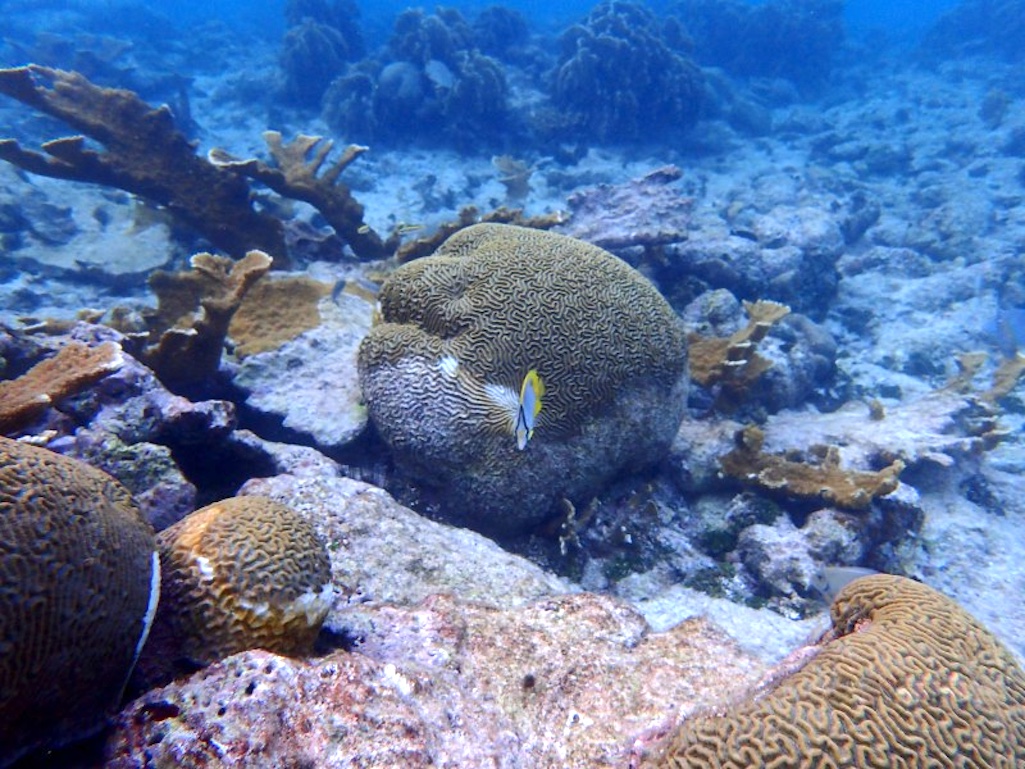 Stony Coral Tissue Loss Disease Disrupting Marine Ecosystem Around National Parks