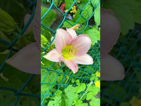 Good Morning From My Garden.