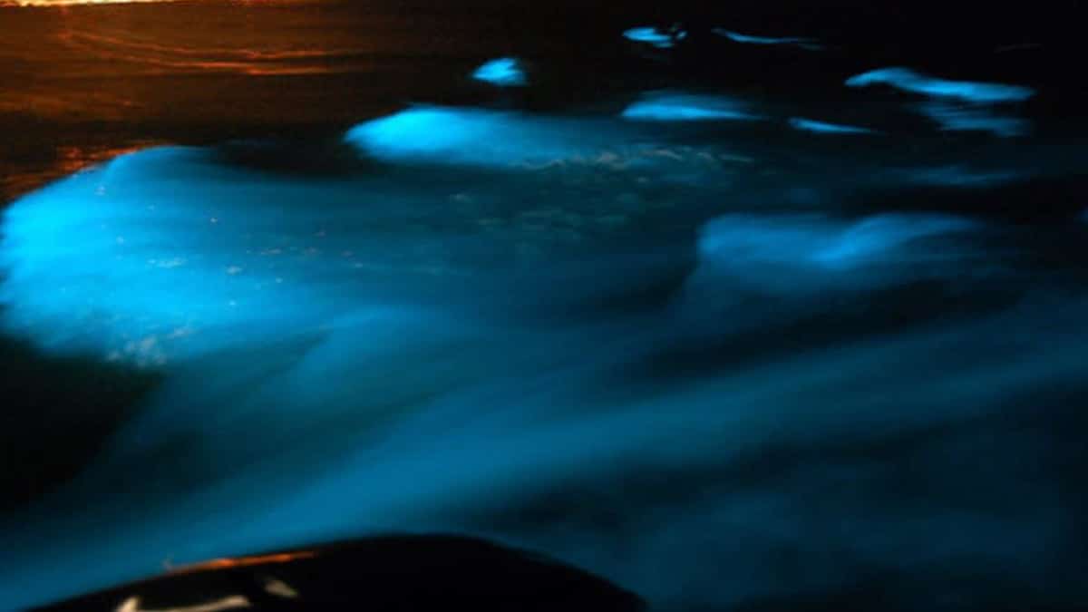 Splashing Around in Jamaica’s Bioluminescent Bay