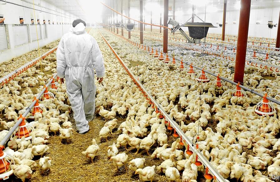 Caribbean Poultry Association symposium emphasizes Agriculture’s vital Rrole