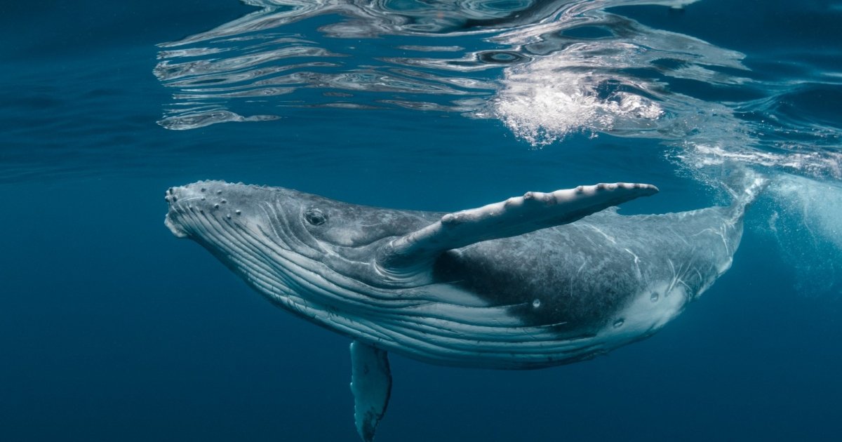 The High Seas Treaty and Latin America’s Role in Marine Conservation