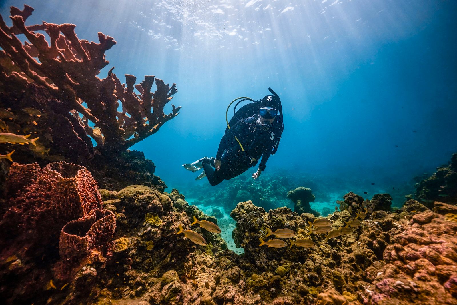 5 Women to Know this PADI Women’s Dive Day