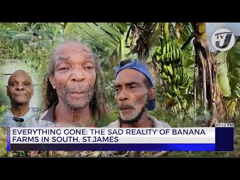 Everything Gone: The Sad Reality of Banana Farmers in South, St. James | TVJ News