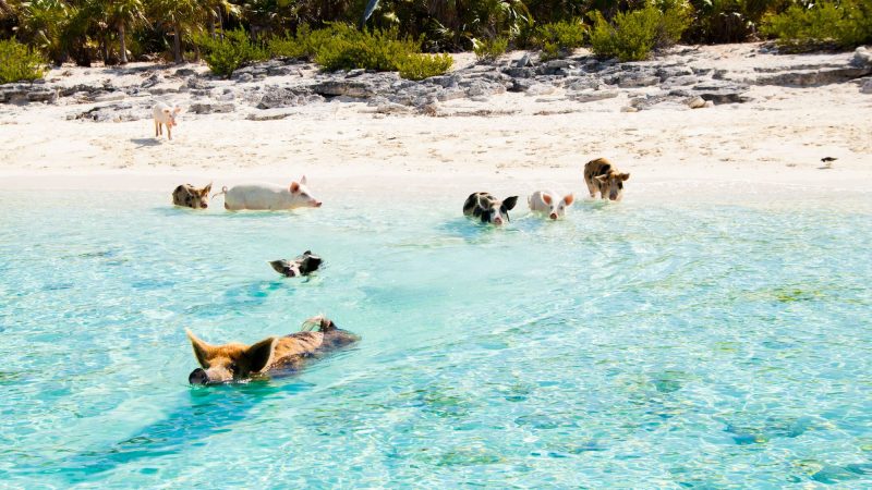 Where To Find The Swimming Pigs Of The Bahamas