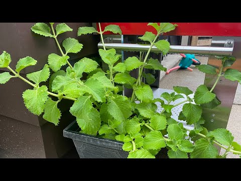 2024 Caribbean In Canada Garden Tour | CaribbeanPot.com