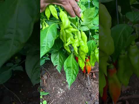 Pimento Peppers aka Seasoning Peppers | CaribbeanPot.com