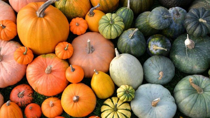 21 Types Of Squash: A Flavorful Guide