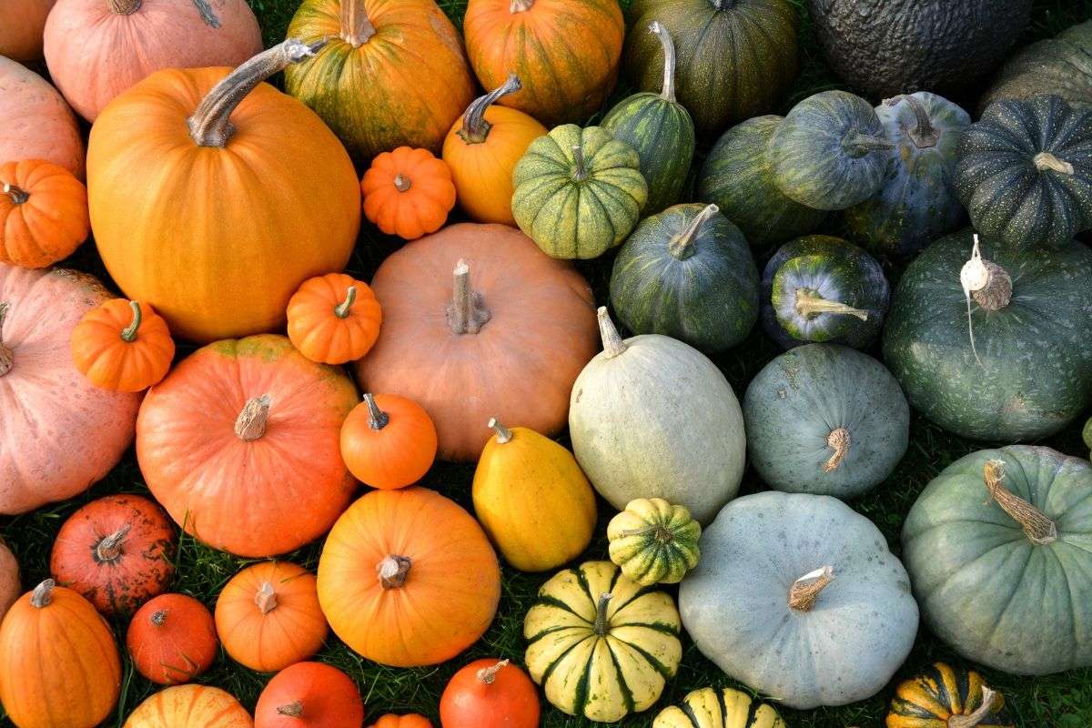 21 Types Of Squash: A Flavorful Guide