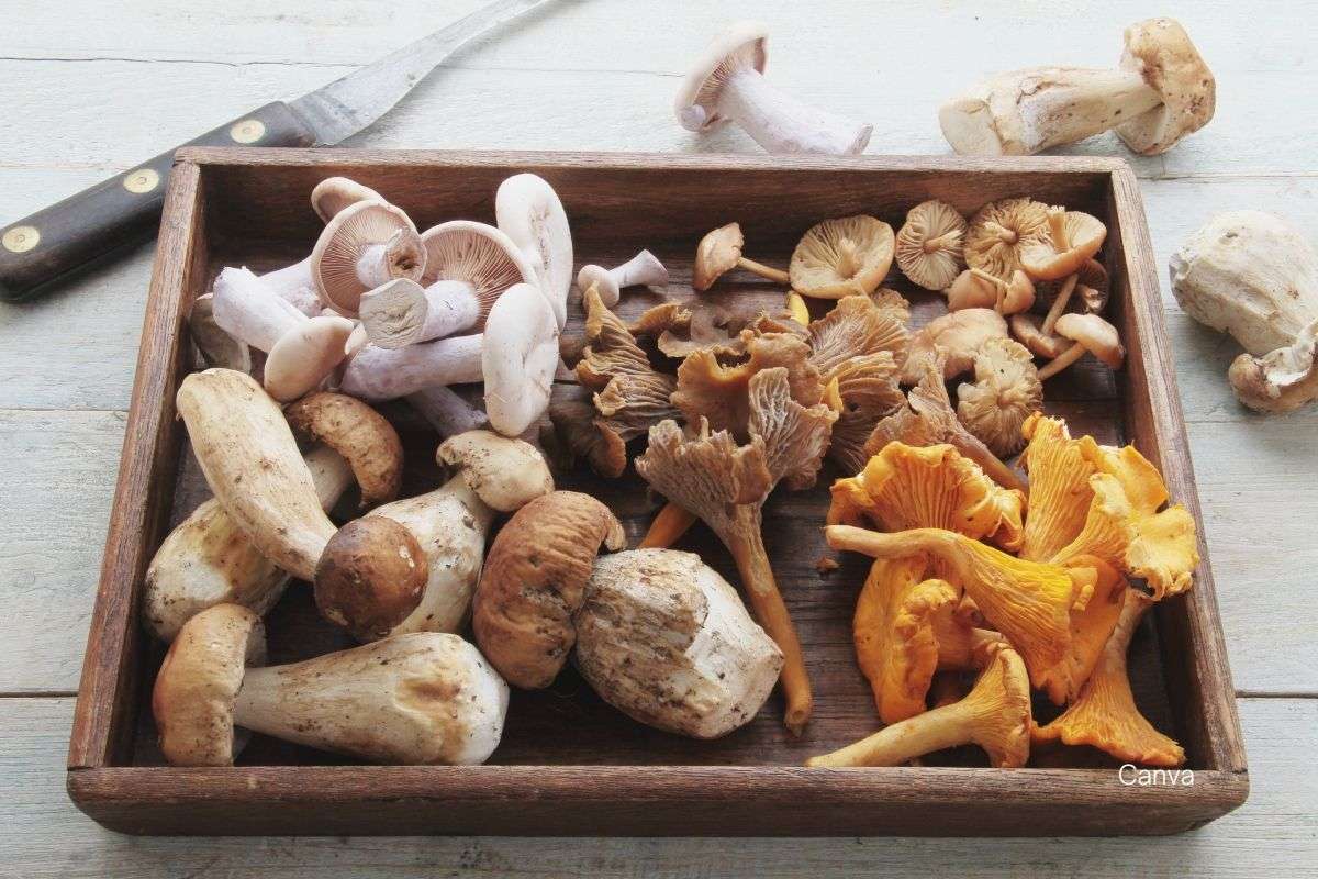 Mushroom Marvels: A Nutrient-Packed Powerhouse