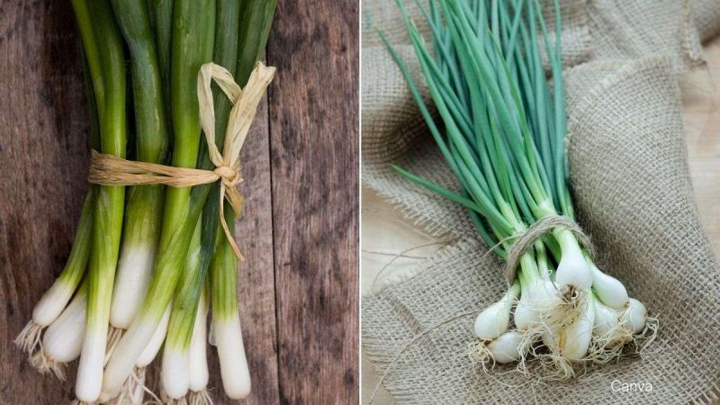 Unraveling The Mystery: Scallions Vs Green Onions