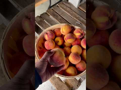 Peaches | CaribbeanPot.com
