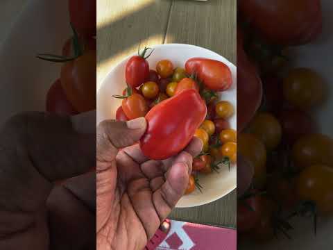 Tomato | CaribbeanPot.com