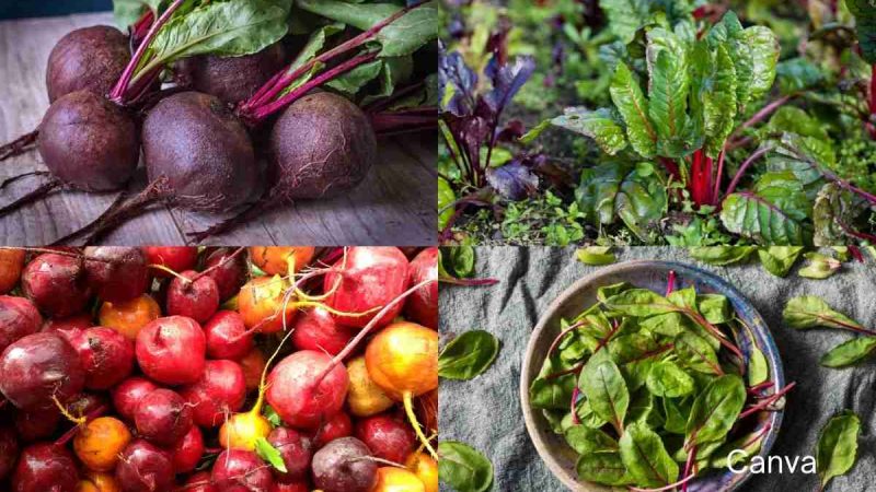 Beet Greens: Benefits & How To Eat Them