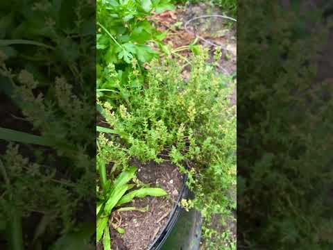 Herbs