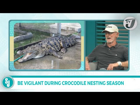 Be Vigilant During Crocodile Nesting Season | TVJ Smile Jamaica