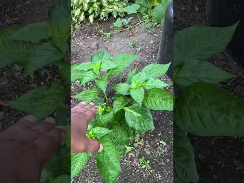 Add Bone Meal To Your Garden