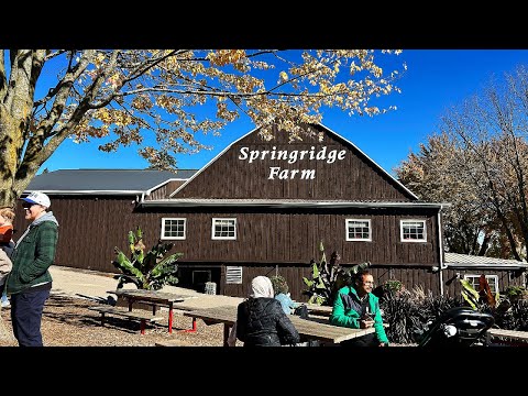 Springridge Farm #gallivanting