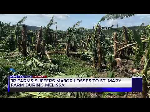 JP Farms Suffers Major Losses to St. Mary Farm During Melissa | TVJ News