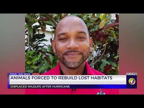 Animals Forced to Rebuild Lost Habitats | TVJ News