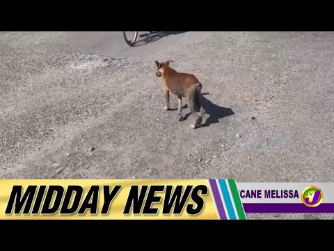Chuck Urges New JP to Work with Police|58 Dogs Rehomed Overseas after Hurricane Melissa |Midday News