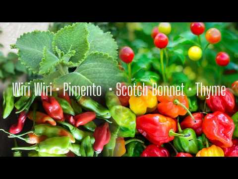 Where To Get  Caribbean Plants For Your Garden 2026 Part 1