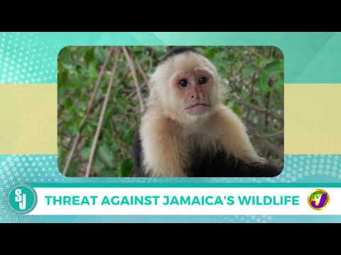 Threat Against Jamaica’s Wildlife | TVJ Smile Jamaica