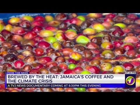 Brewed by the Heat: Jamaica’s Coffee and the Climate Crisis | TVJ News