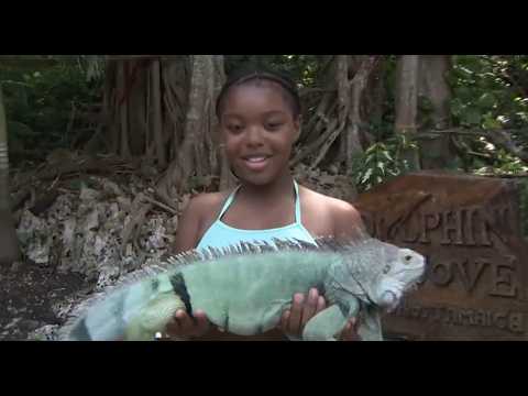 Dolphin Cove Adventure! Meet Dolphins, Stingrays & More | TVJ/Children’s Own Watch N Win