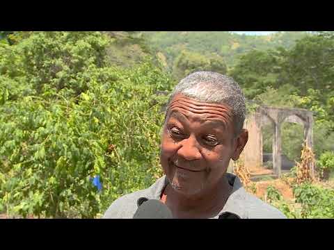 Jamaica’s Blue Mountain Coffee Is Under Attack | Brewed by the Heat | TVJ News