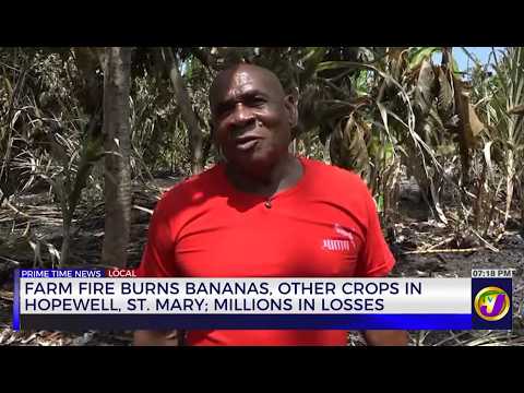 Farm Fire Burns Bananas, Other Crops in Hopewell St Mary; Millions in Losses | TVJ News