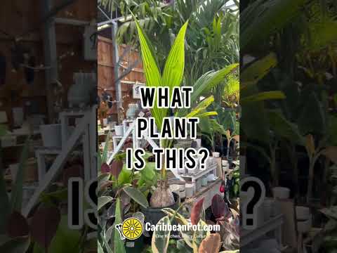 Name That Plant
