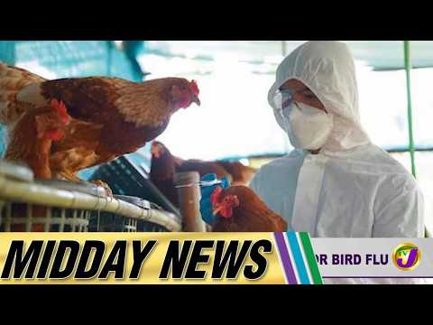 Jamaica Steps Up Surveillance for Bird Flu | Midday News